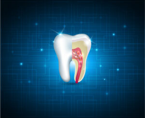cross sectioned tooth 
